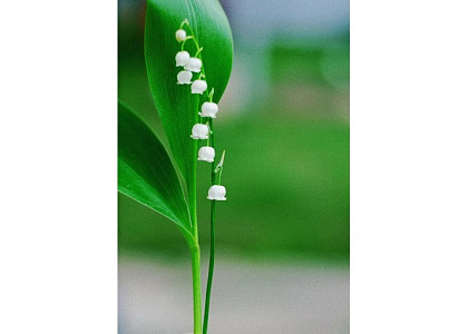 Концерт ансамбля духовной музыки «Благовест» «Мелодии любви»